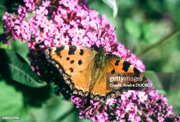 Papillon nymphalis polychloros , le 10 juillet 1977, dans les Pyrénées-Orientales, France.