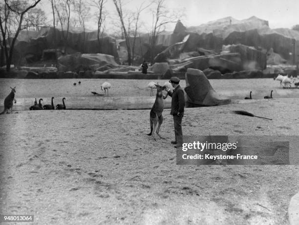 Dans un zoo, un soigneur donne à manger à un kangourou, en 1934.