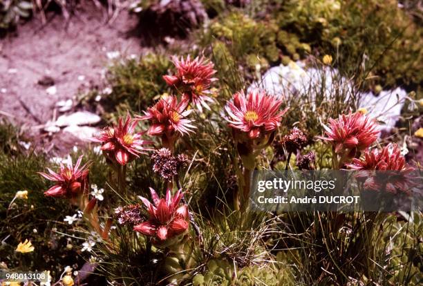 Fleurs de joubarbe à toile d'araignée , dans le massif du Chambeyron, le 7 août 1963, dans les Alpes-de-Haute-Provence, France.
