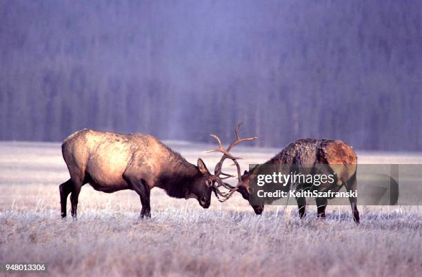 bull elk sparring - exclusive preview of the steve gleason project in support of the fight against als stockfoto's en -beelden