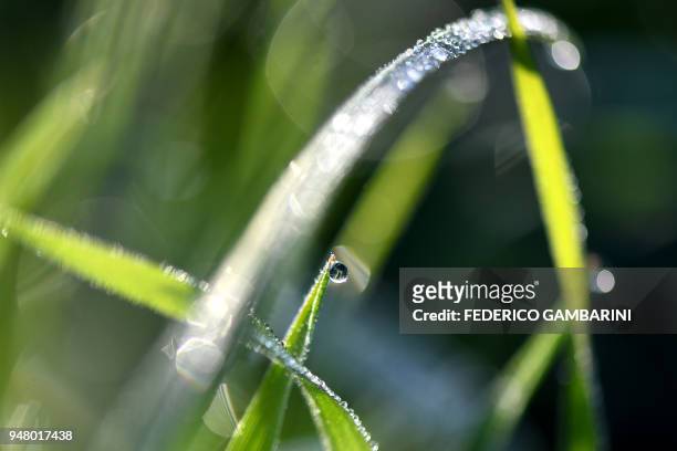 Morning dew hangs on blades of grass on April 18, 2018 in Pulheim, western Germany. / AFP PHOTO / dpa / Federico Gambarini / Germany OUT