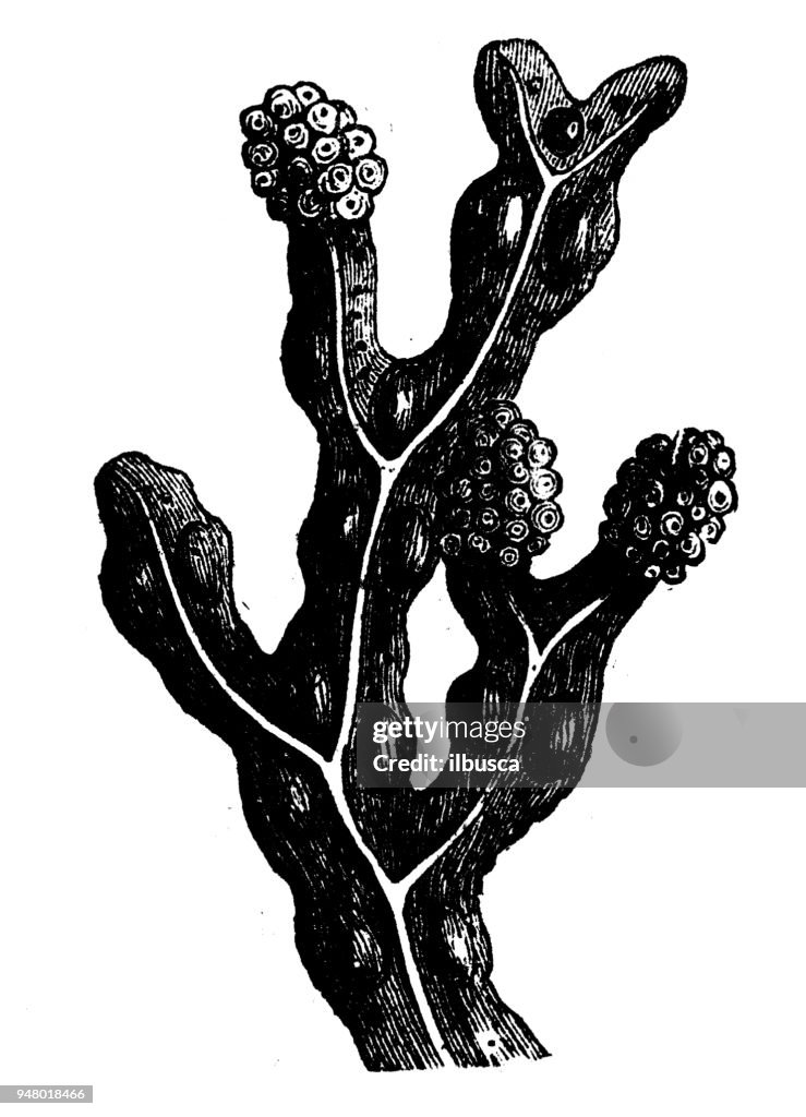 Botany plants antique engraving illustration: Fucus vesiculosus