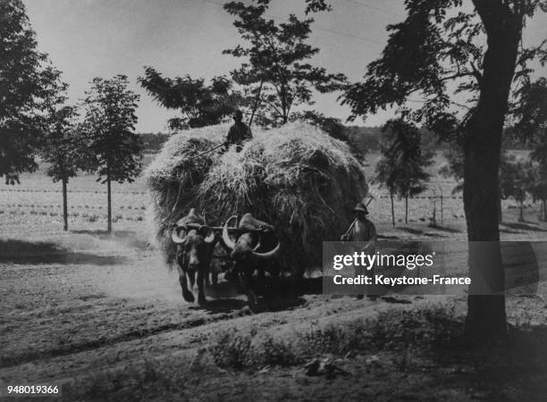 Une charette tirée par des boeufs chargée de foin, en France en juillet 1934.