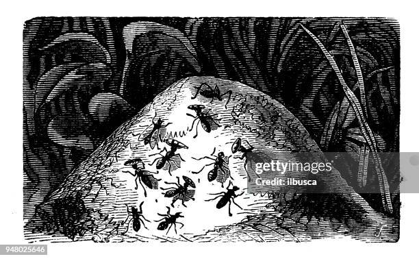 animals antique engraving illustration: ant hill - ant hill stock illustrations