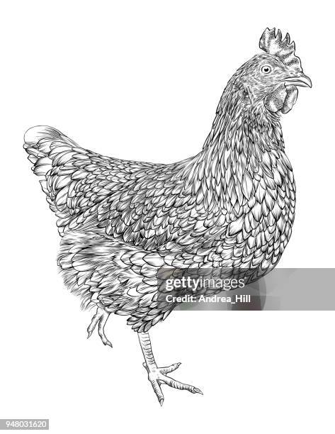 Hen Drawing Pattern Hen Drawing Photos and Premium High Res Pictures - Getty Images