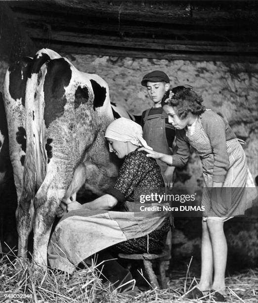 Farm woman and her children milk a cow, circa 1930. Une agricultrice et ses enfants traient une vache, vers 1930.