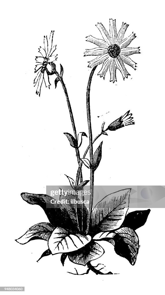 Botany plants antique engraving illustration: Arnica montana