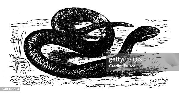 animals antique engraving illustration: asp - vipera aspis stock illustrations