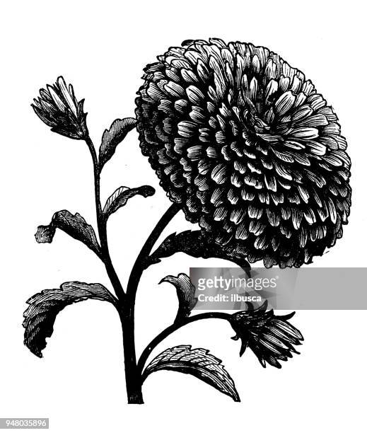 botany plants antique engraving illustration: double china aster - black and white flowers stock illustrations