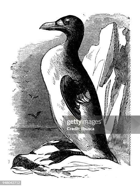 animals antique engraving illustration: great auk - awe stock illustrations