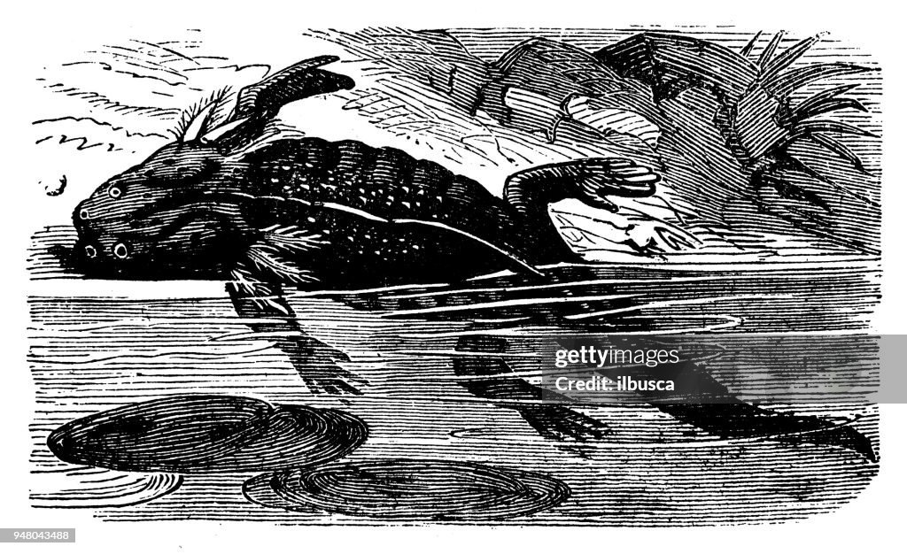 Animals antique engraving illustration: Axolotl