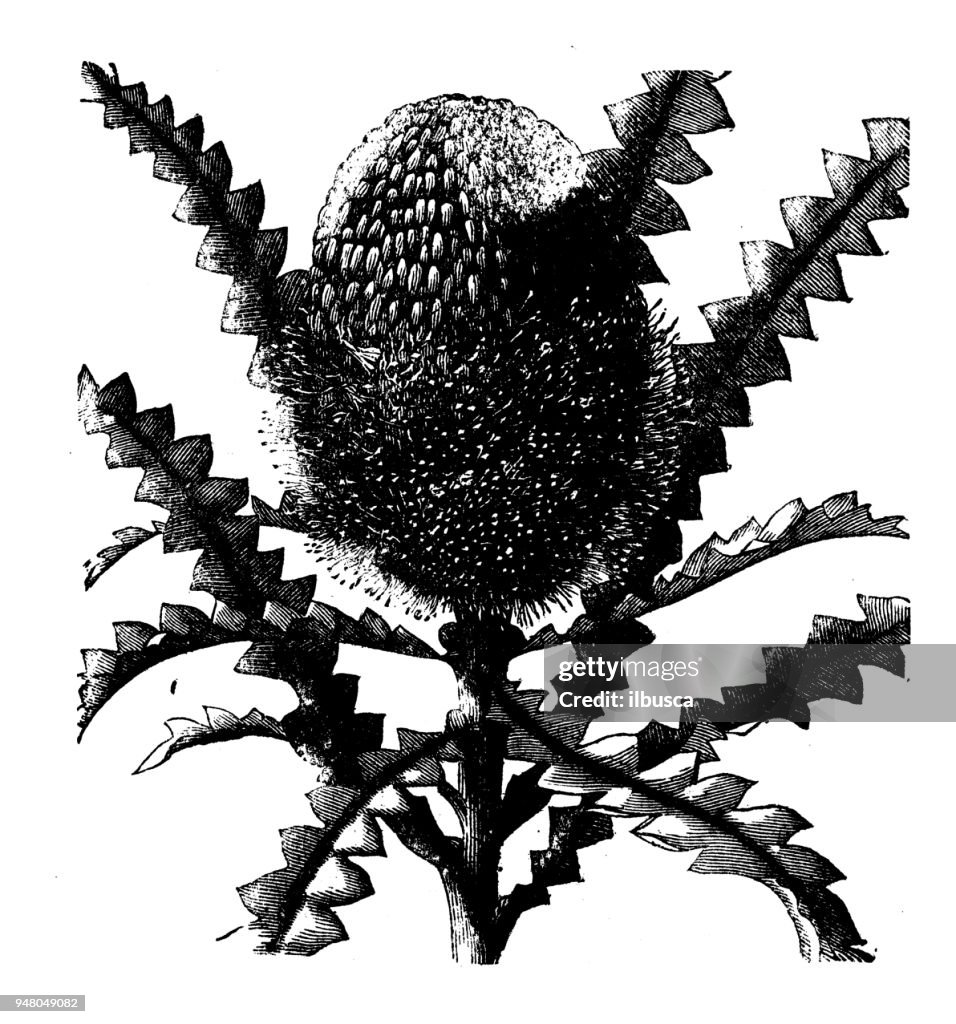 Botany plants antique engraving illustration: Banksia