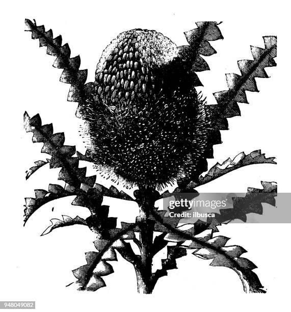 botany plants antique engraving illustration: banksia - banksia stock illustrations