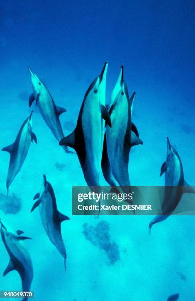 Dolphins near the Samaida reef. Mer Rouge en Egypte, Accouplement de dauphins à long bec . Ils évoluent en bande au récif de Samadaï, un lieu idéal...