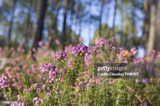 Nature.Bruyere rose en fleur.