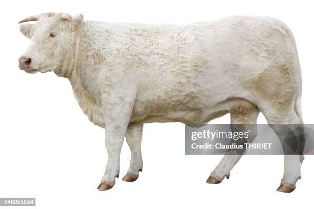 Agriculture. Elevage bovin charolais. Vache detouree sur fond blanc.