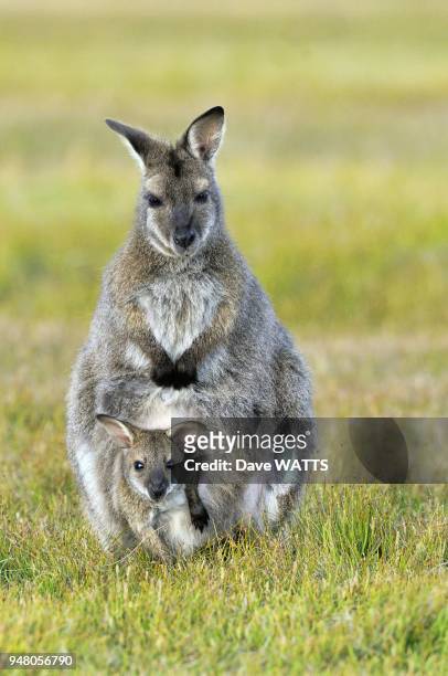 Wallaby de Bennett et son petit , Tasmanie, Australie.