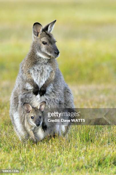 Wallaby de Bennett et son petit , Tasmanie, Australie.