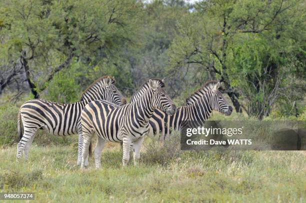 Zebres de plaine ou de Burchell , Parc National des Zebres de Montagne, Afrique du Sud.