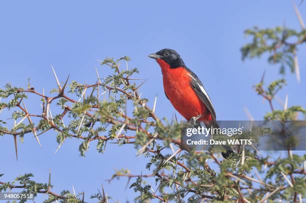 Gonolek rouge er noir , Parc National de Kgalagadi, Afrique du Sud.