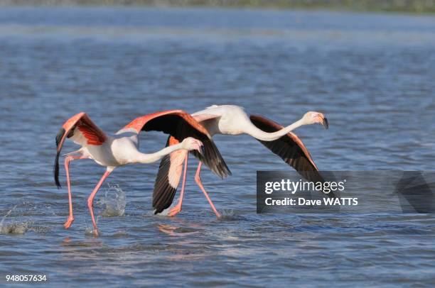 Flamant rose , Camargue, France.