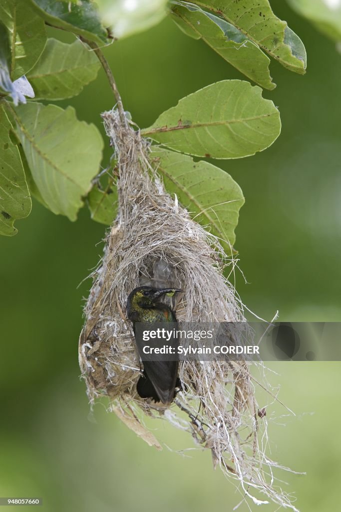 NEST OF AMETHYST SUNBIRD WITH THE MALE (nectarinia amethystina), ZAMBIA, SOUTHERN AFRICA