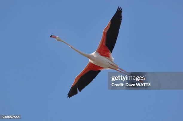 Flamant rose , Camargue, France.