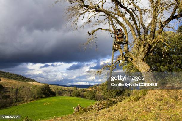 Espagne, Castille-la-Manche, environs de Guadalajara, chasse a la carabine depuis un mirador de chasse, observation avec des jumelles. Spain,...