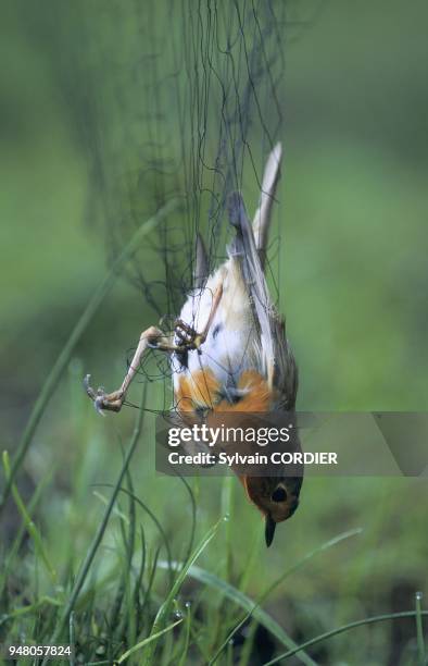 Oiseau Prisonnier Dans Un Filet.