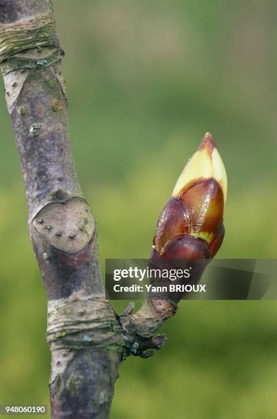 Eclosion d'un bourgeon, marronnier.