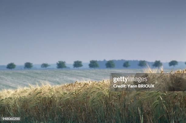 Champs de cereales dans le Berry.