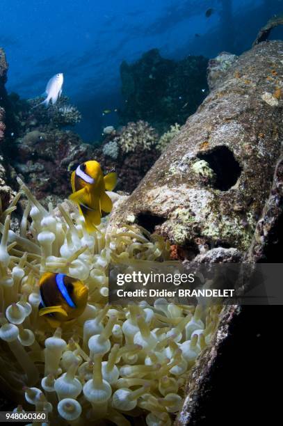 Bubble Tip Anemone and Two-bar anemonefish.