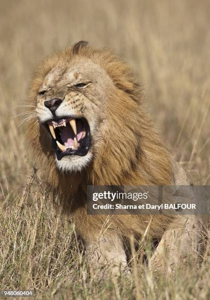 Male lion snarls in anger, showing his fearsome canine teeth. Maasai Mara National Reserve, Kenya.