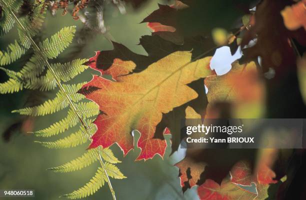 Feuillage d'Automne.