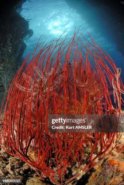 Whip coral with feather stars, Indo Pacific.