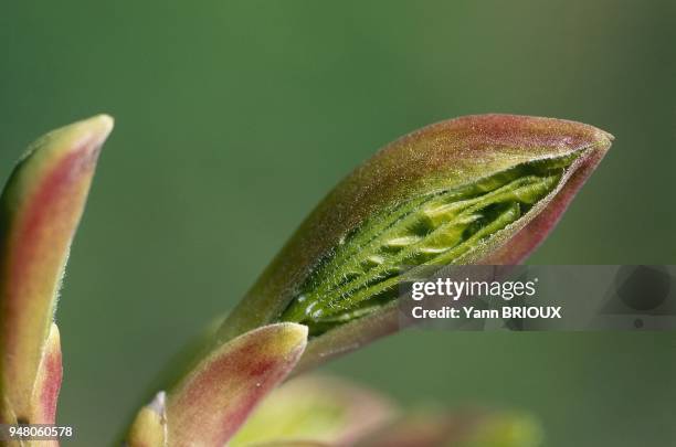 Eclosion d'un bourgeon d'erable.