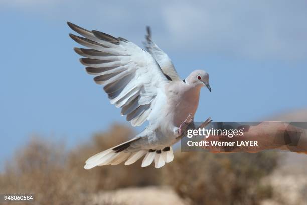 Collared Turtle Dove fligth to the hand.