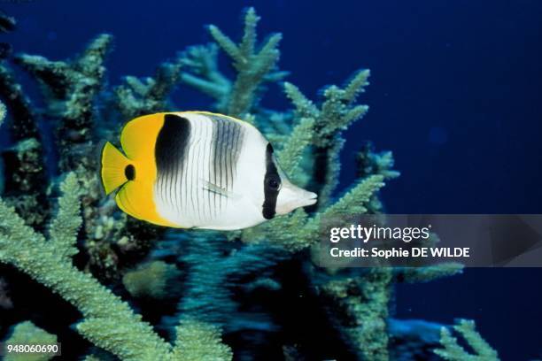 Saddleback Butterflyfish Tonga,Vava'U Group, Luomoko isl.