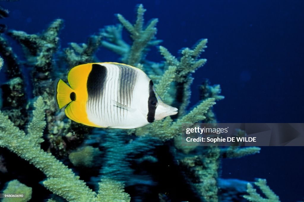 Saddleback Butterflyfish (Chaetodon Falcula) Tonga