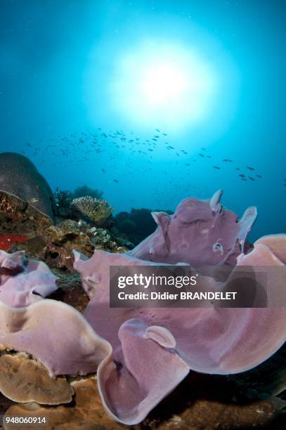 Coral Reef and Elephant ear sponge.