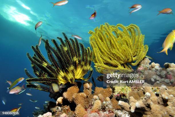 Crinoid or Featherstar,Indo Pacific.