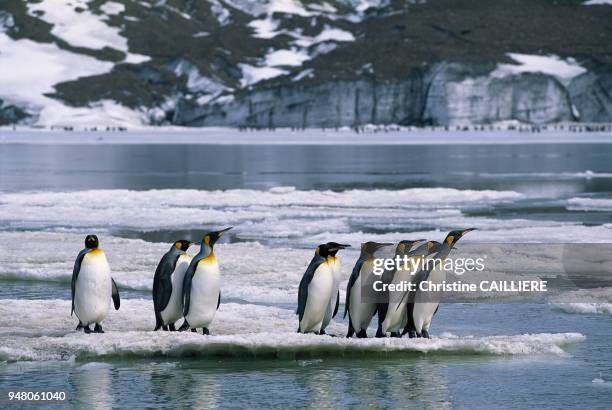 South Georgia is part of the United Kingdom, in the antarctic ocean This photograph was taken at Saint Andrews bay.