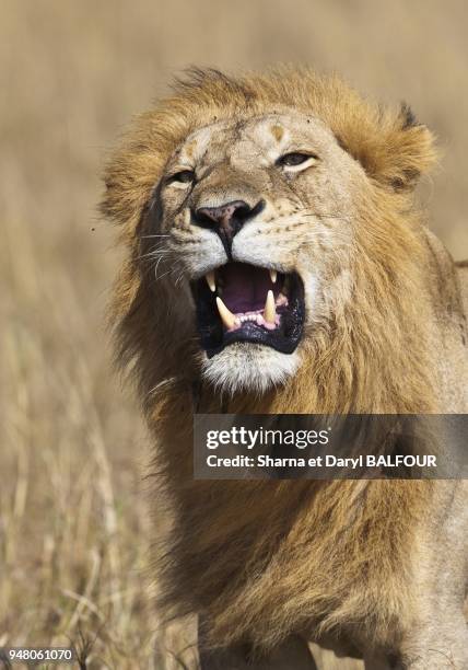 Male lion snarls in anger, showing his fearsome canine teeth. Maasai Mara National Reserve, Kenya.