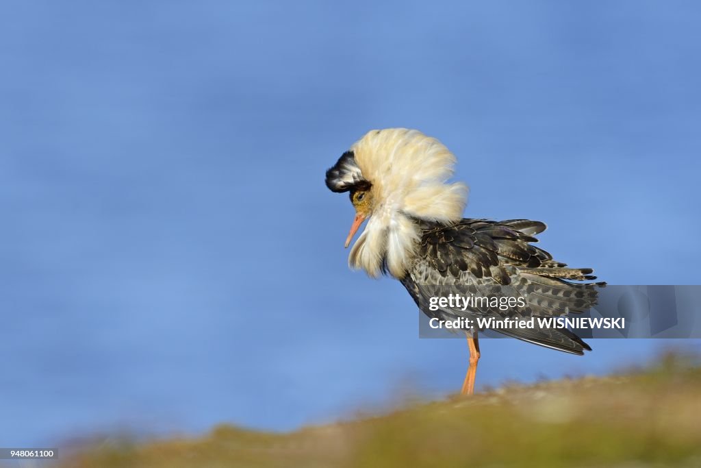 Combattant Varie ou Chevalier Combattant (Philomachus pugnax)