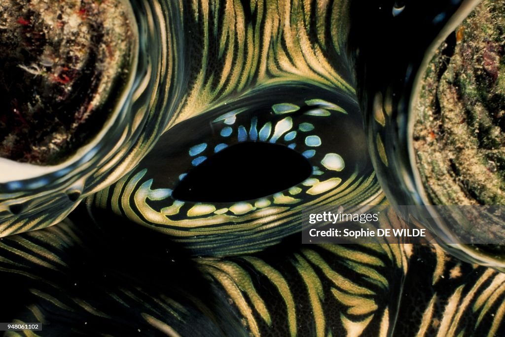 Giant Clam (Tridacna Maxima) Tonga