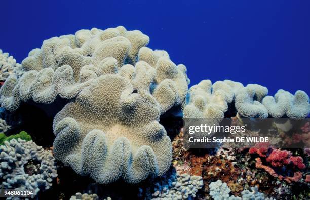 Leather Coral , Hunga Island, Tonga, Vava'u group.