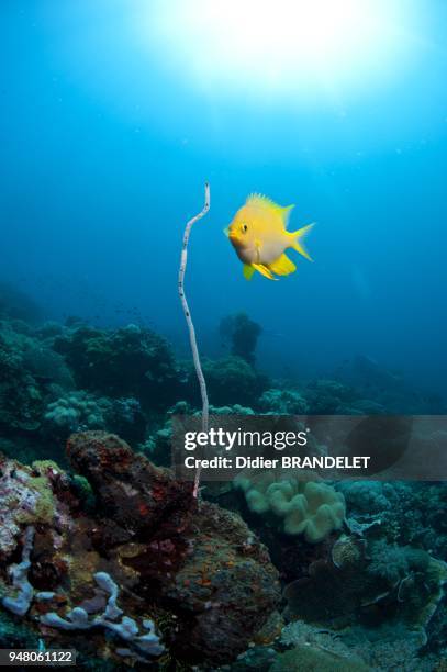 Golden damselfish tending eggs laid on a whip coral.