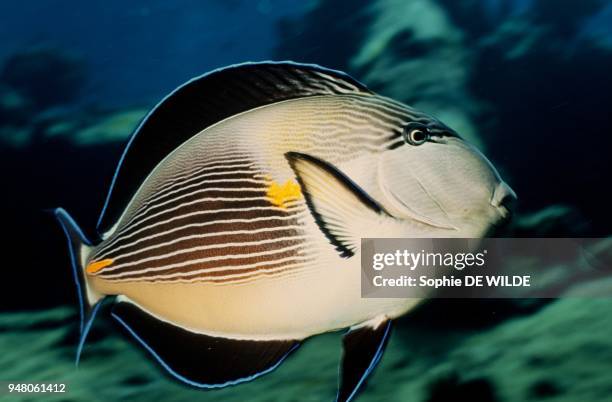 Striped surgeonfish , Soudan.