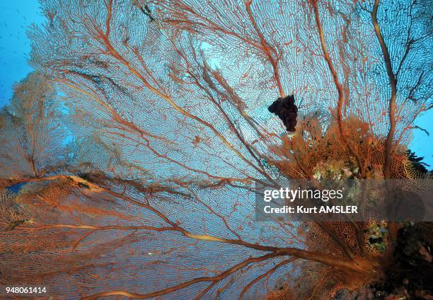 Gorgonian sea fan, Tubbataha reef, Philippines.