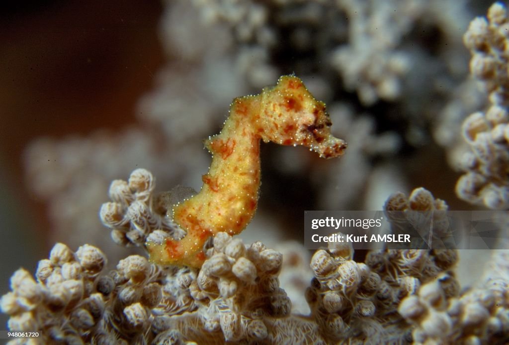 Yellow pygmy seahorse (Hippocampus sp)
